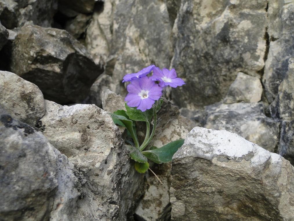 Primula albenensis / Primula del M. Alben